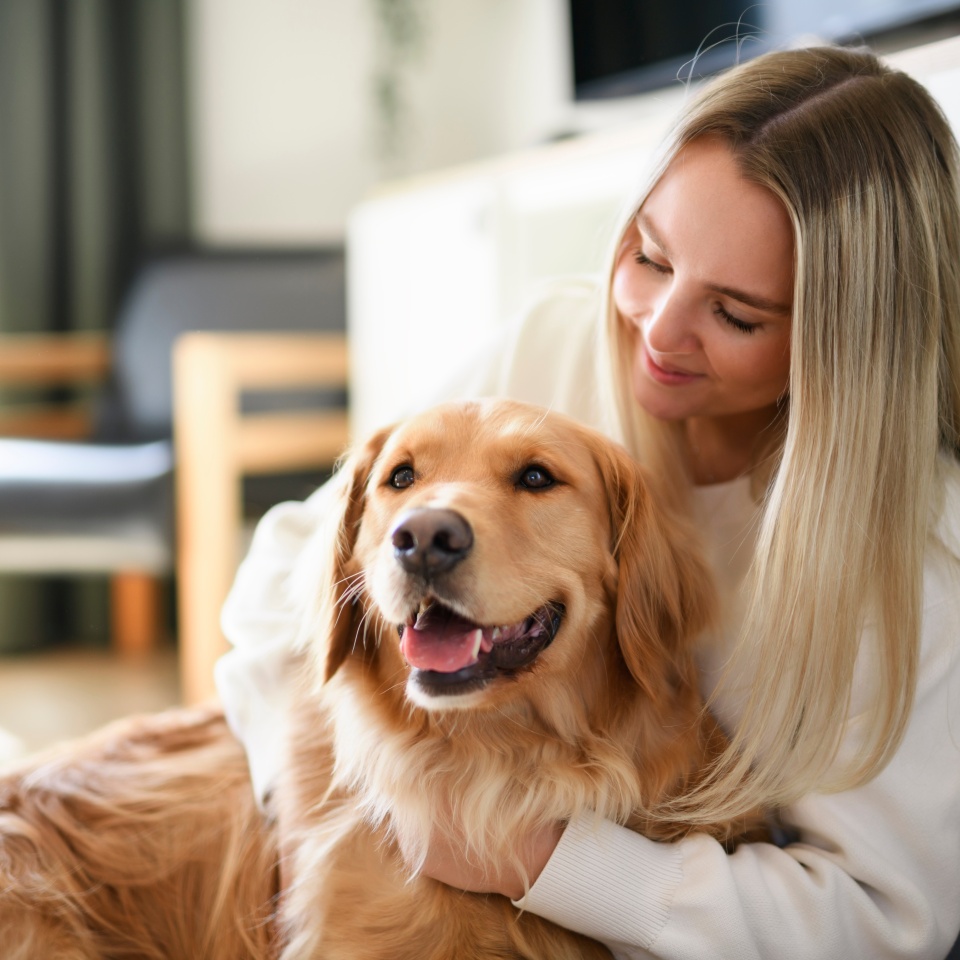 A Portrait of a young woman on the livingroom with golden retriever dog indoors at home.